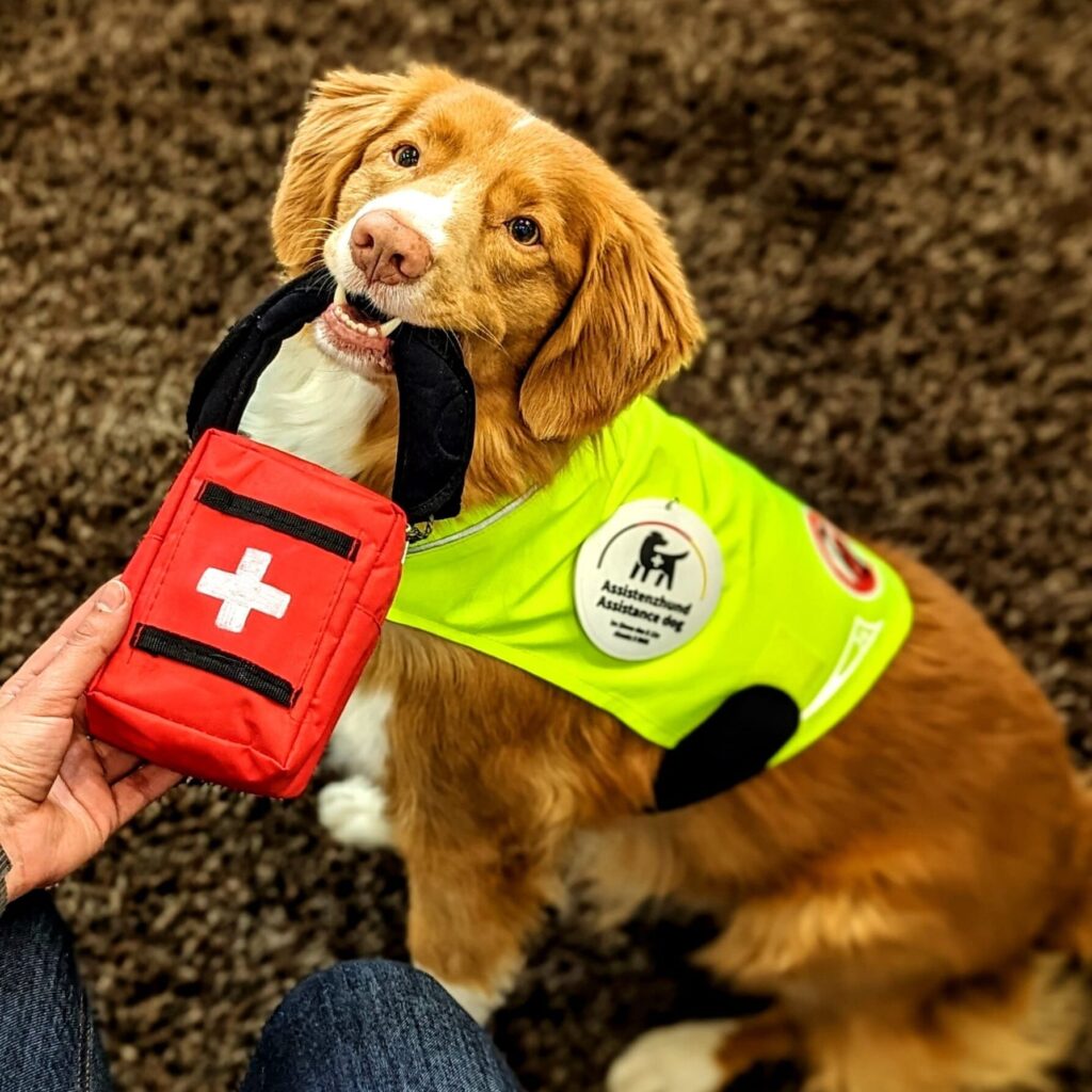Assistenzhund zeigt Hilfeleistung für PSB