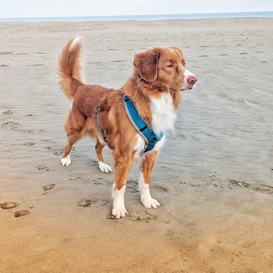 Hund am Strand