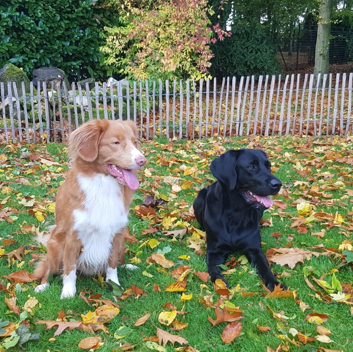 Hundetraining mit positiver Verstärkung