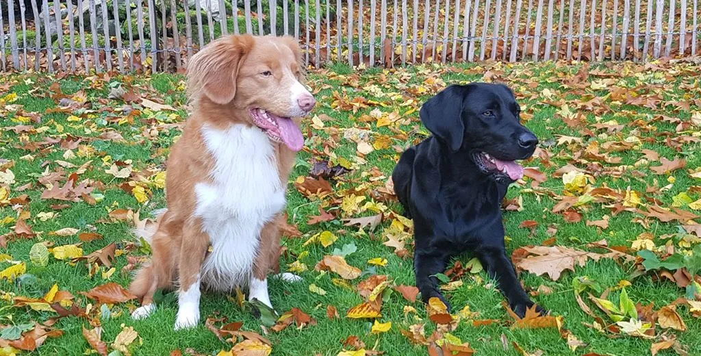 Zwei Hunde sitzen gemeinsam auf einer herbstlichen Wiese zwischen bunten Laubblättern. Ein rot-weißer Retriever und ein schwarzer Labrador blicken aufmerksam in dieselbe Richtung. Im Hintergrund sorgen Bäume, Sträucher und ein Holzzaun für eine ruhige, naturnahe Atmosphäre