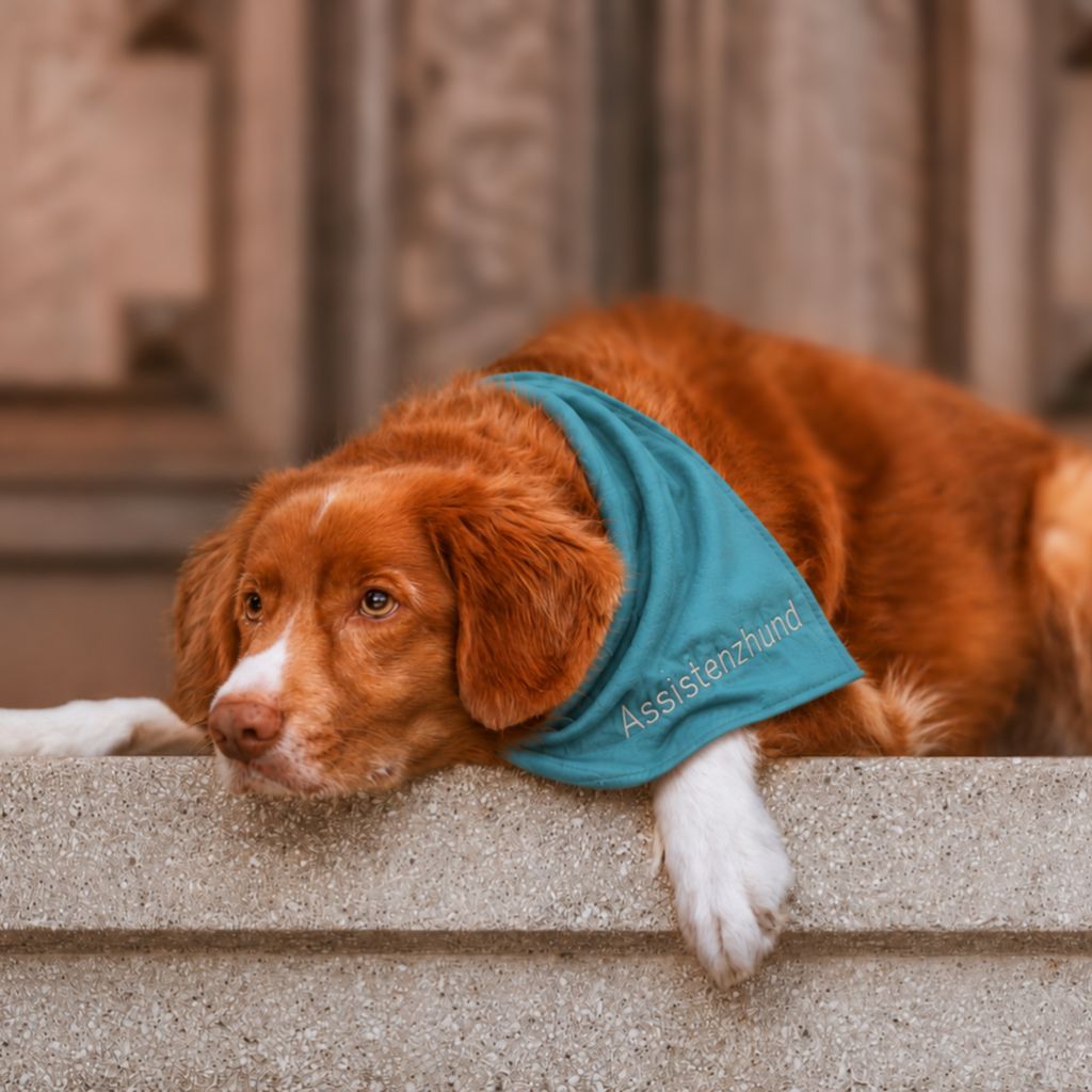 Ein Hund mit rotem, langem Fell und weißen Pfoten liegt auf einer Steintreppe und trägt ein türkises Halstuch mit der Aufschrift "Assistenzhund". Er blickt aufmerksam und nachdenklich nach oben.