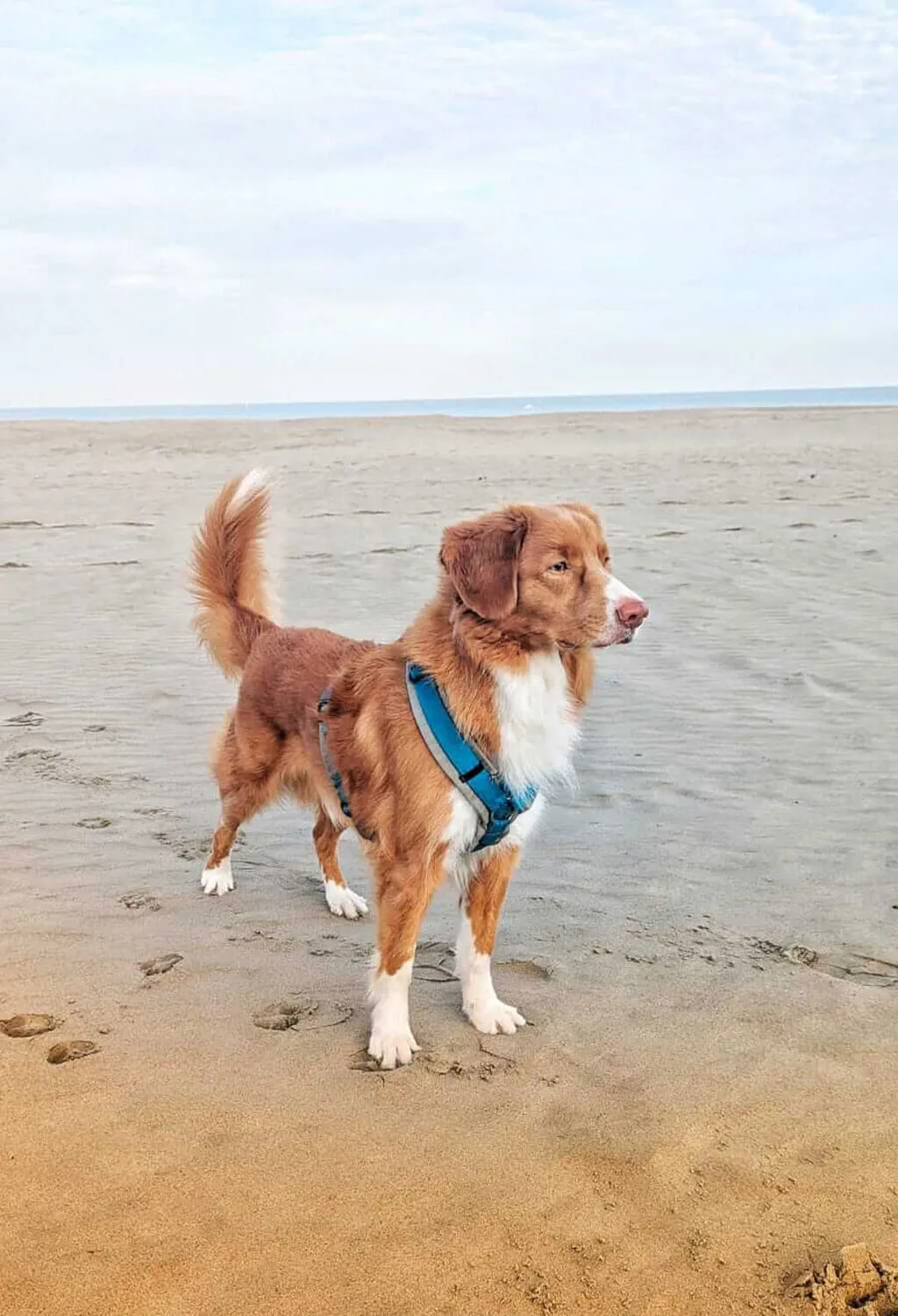 Rot-weißer Retriever mit blauem Y-Geschirr steht aufmerksam am Strand und blickt über die weite Küstenlandschaft. Der helle Sand, das ruhige Meer und der offene Himmel schaffen eine entspannte Atmosphäre und vermitteln Freiheit, Abenteuerlust und gemeinsame Zeit in der Natur.