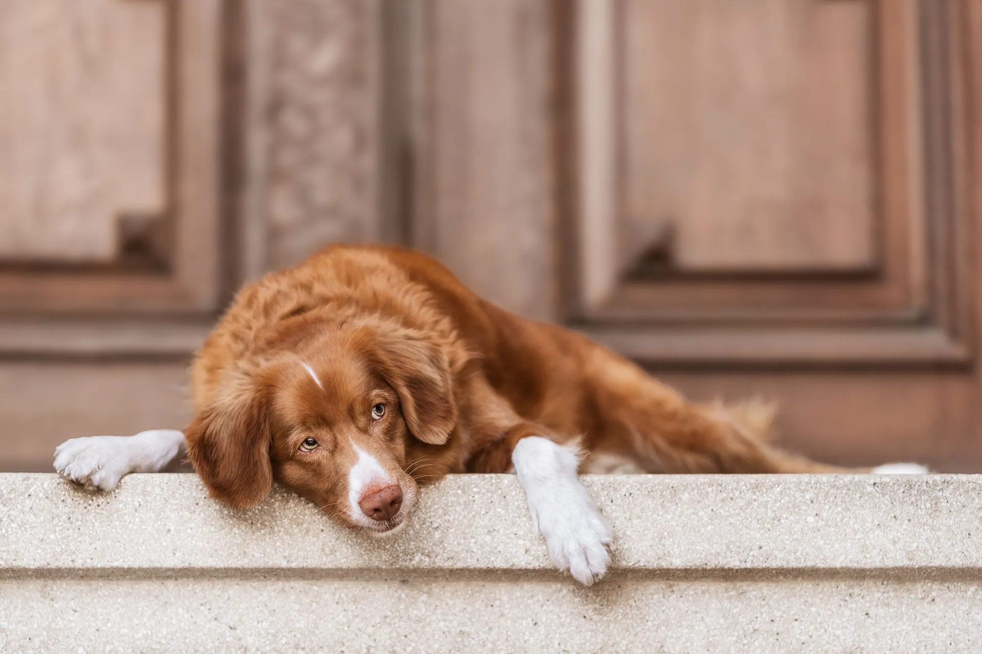 Rot-weißer Retriever liegt entspannt auf einer steinernen Stufe vor einer alten Holztür. Mit dem Kopf auf dem Stein abgelegt und den Vorderpfoten locker nach vorne gestreckt blickt der Hund schräg nach oben. Die warme Bildstimmung vermittelt Gelassenheit, Vertrauen und einen Moment der Ruhe im gemeinsamen Alltag.