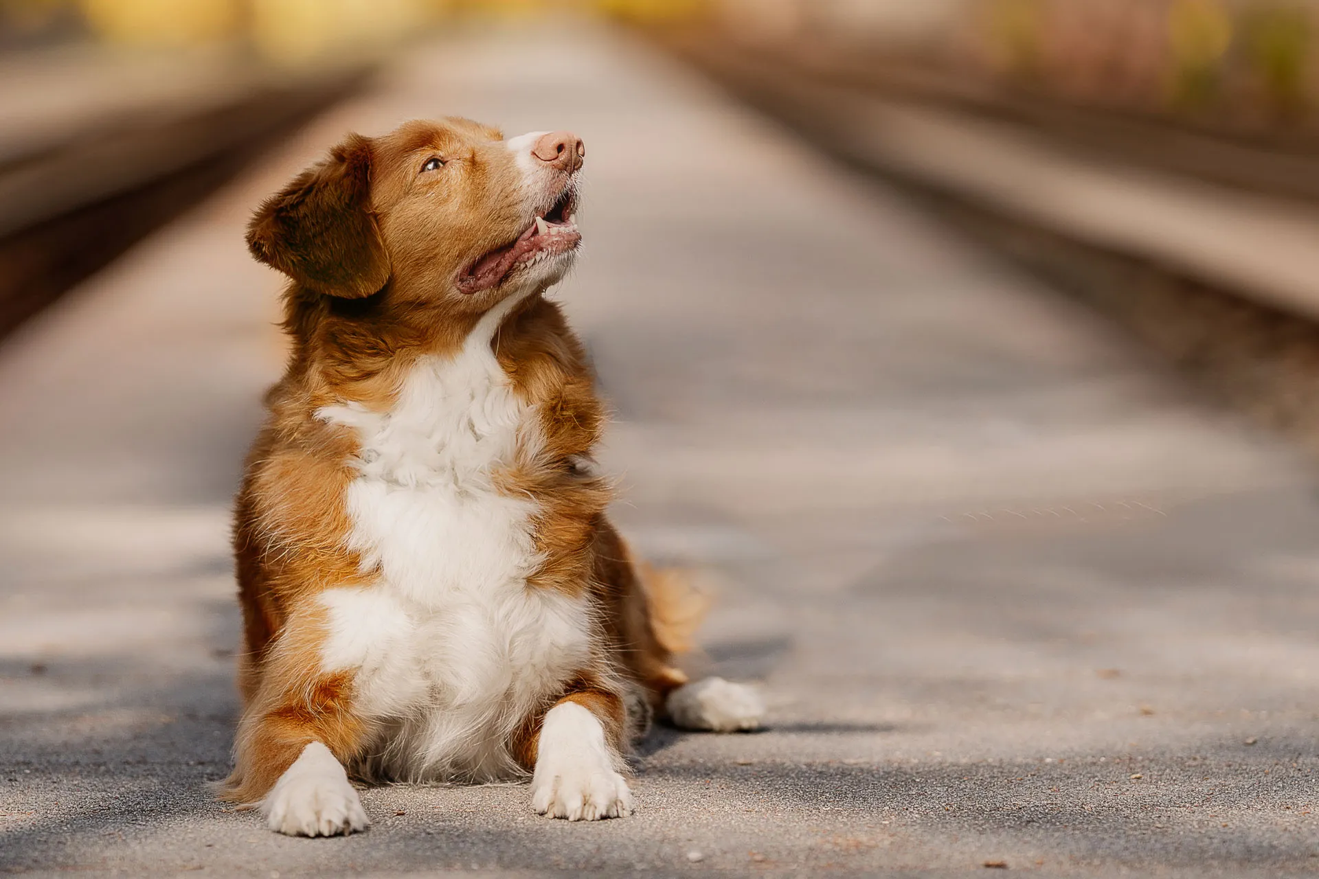 Rot-weißer Retriever liegt auf einem Weg und blickt aufmerksam und erwartungsvoll nach oben. Die weiche Hintergrundunschärfe und die symmetrisch verlaufenden Sitzbänke lenken den Blick auf den Hund und vermitteln Konzentration, Ruhe und die Freude an gemeinsamer Beschäftigung.