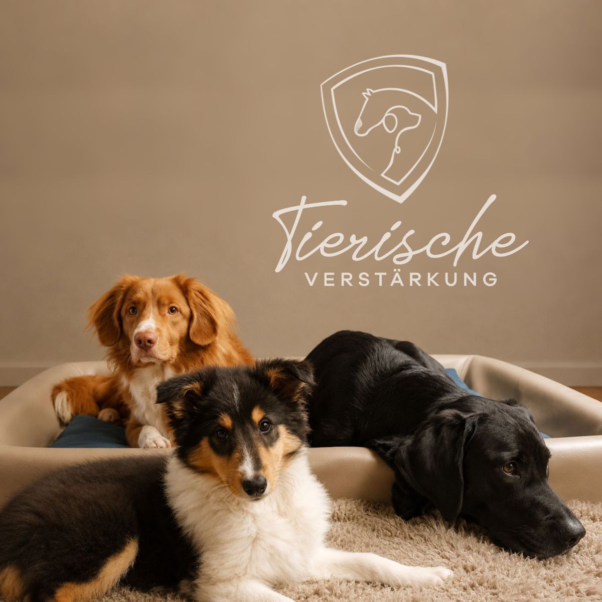 Drei Hunde liegen entspannt in einem gemütlichen Innenraum auf einem hellen Teppich und einem Hundebett. Im Vordergrund liegt ein junger tricolorfarbener Hund mit schwarzem, weißem und lohfarbenem Fell. Dahinter befindet sich ein rot-weißer Hund mit aufmerksamem Blick. Rechts ruht ein schwarzer Labrador mit dem Kopf auf dem Teppich.