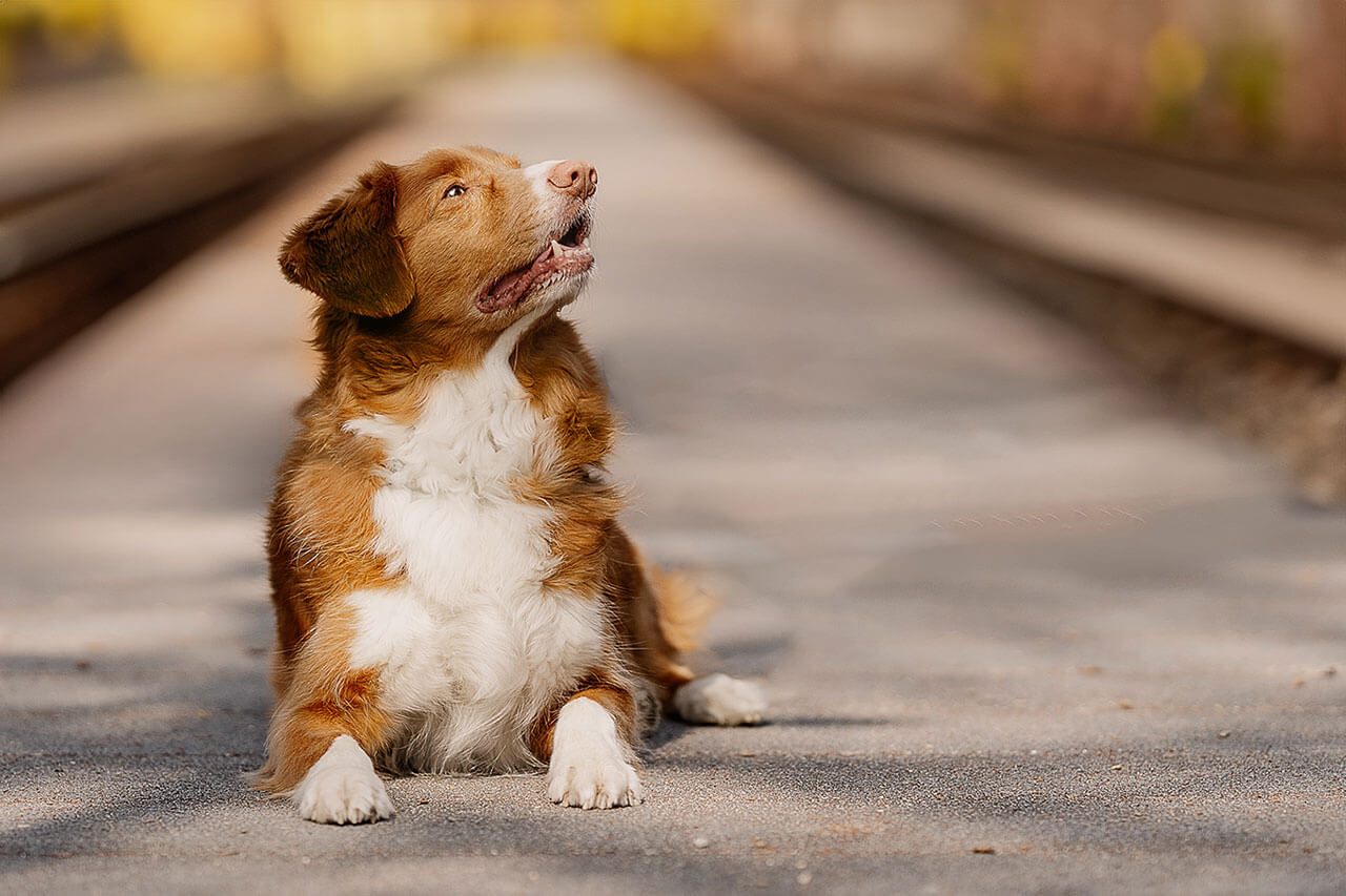 Rot-weißer Retriever liegt auf einem Weg und blickt aufmerksam und erwartungsvoll nach oben. Die weiche Hintergrundunschärfe und die symmetrisch verlaufenden Sitzbänke lenken den Blick auf den Hund und vermitteln Konzentration, Ruhe und die Freude an gemeinsamer Beschäftigung.