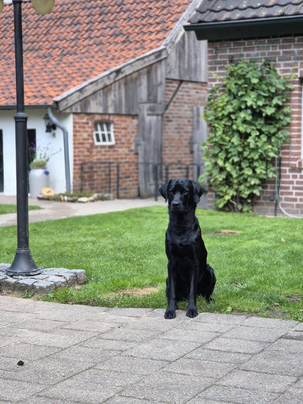 Schwarzer Labrador sitzt aufmerksam blickend auf einer Rasenfläche vor einem ländlichen Hofgebäude mit Backsteinfassade und roten Ziegeldächern. Die ruhige Umgebung vermittelt eine entspannte und naturnahe Atmosphäre.