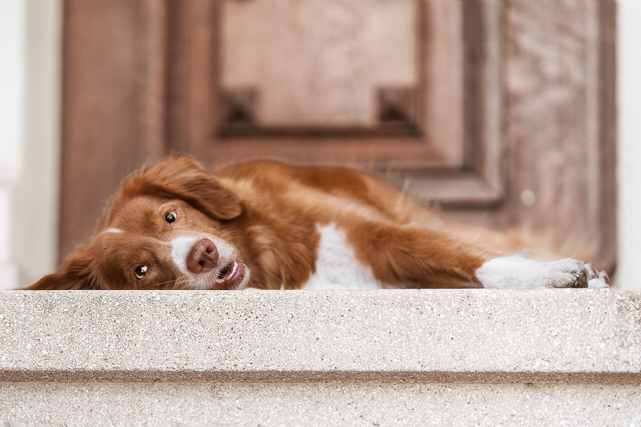 Rot-weißer Retriever liegt entspannt auf einer steinernen Stufe vor einer alten Holztür. Mit schief gelegtem Kopf und aufmerksamem Blick schaut der Hund in die Kamera. Die ruhige Szene vermittelt Gelassenheit, Nähe und den charmanten Ausdruck eines neugierigen Hundes.