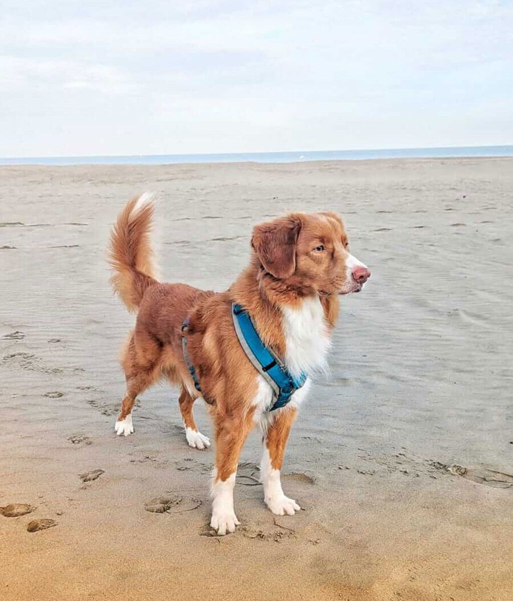 Rot-weißer Retriever mit blauem Y-Geschirr steht aufmerksam am Strand und blickt über die weite Küstenlandschaft. Der helle Sand, das ruhige Meer und der offene Himmel schaffen eine entspannte Atmosphäre und vermitteln Freiheit, Abenteuerlust und gemeinsame Zeit in der Natur.