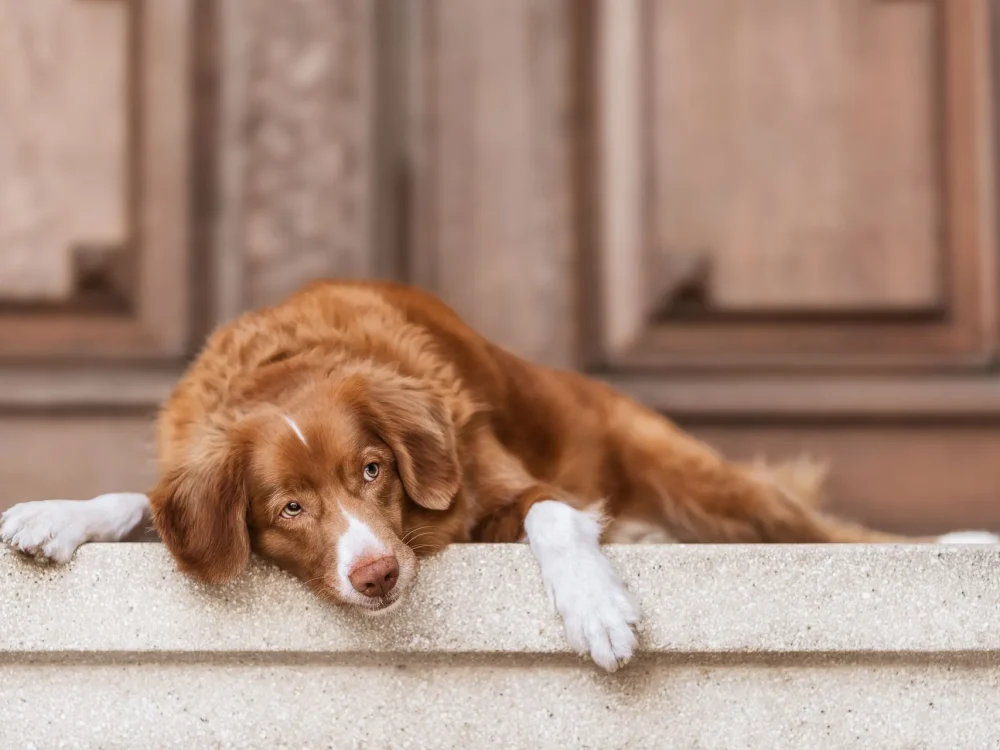 Rot-weißer Retriever liegt entspannt auf einer steinernen Stufe vor einer alten Holztür. Mit dem Kopf auf dem Stein abgelegt und den Vorderpfoten locker nach vorne gestreckt blickt der Hund schräg nach oben. Die warme Bildstimmung vermittelt Gelassenheit, Vertrauen und einen Moment der Ruhe im gemeinsamen Alltag.