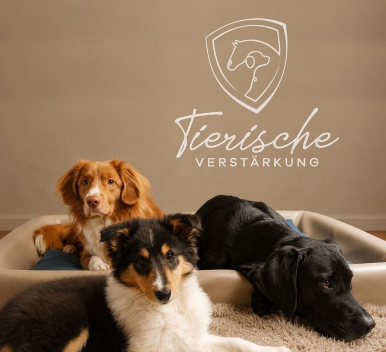 Drei Hunde liegen entspannt in einem gemütlichen Innenraum auf einem hellen Teppich und einem Hundebett. Im Vordergrund liegt ein junger tricolorfarbener Hund mit schwarzem, weißem und lohfarbenem Fell. Dahinter befindet sich ein rot-weißer Hund mit aufmerksamem Blick. Rechts ruht ein schwarzer Labrador mit dem Kopf auf dem Teppich.